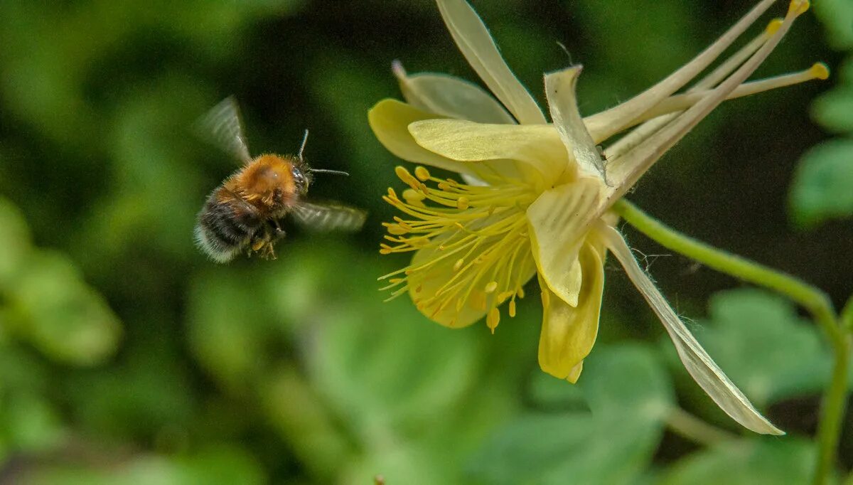 Слова песни пчелочка златая. А пчëлочка златая. Пчелочка златая песня. Пчела трудяга. Пчела летит.