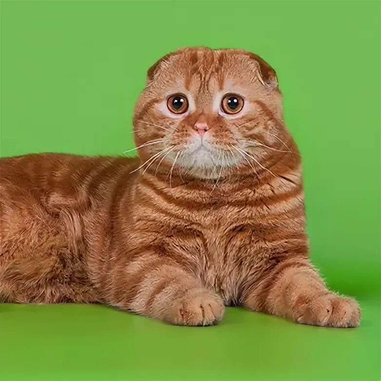 Шотландская вислоухая питомник москва. Питомник шотландских вислоухих. питомник шотландских кошек. старфолд.