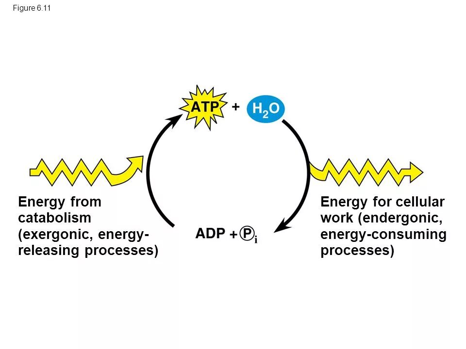 Energy process. ATP ADP. Цикл ATP ADP. ATP Cycle. Energy Cell.
