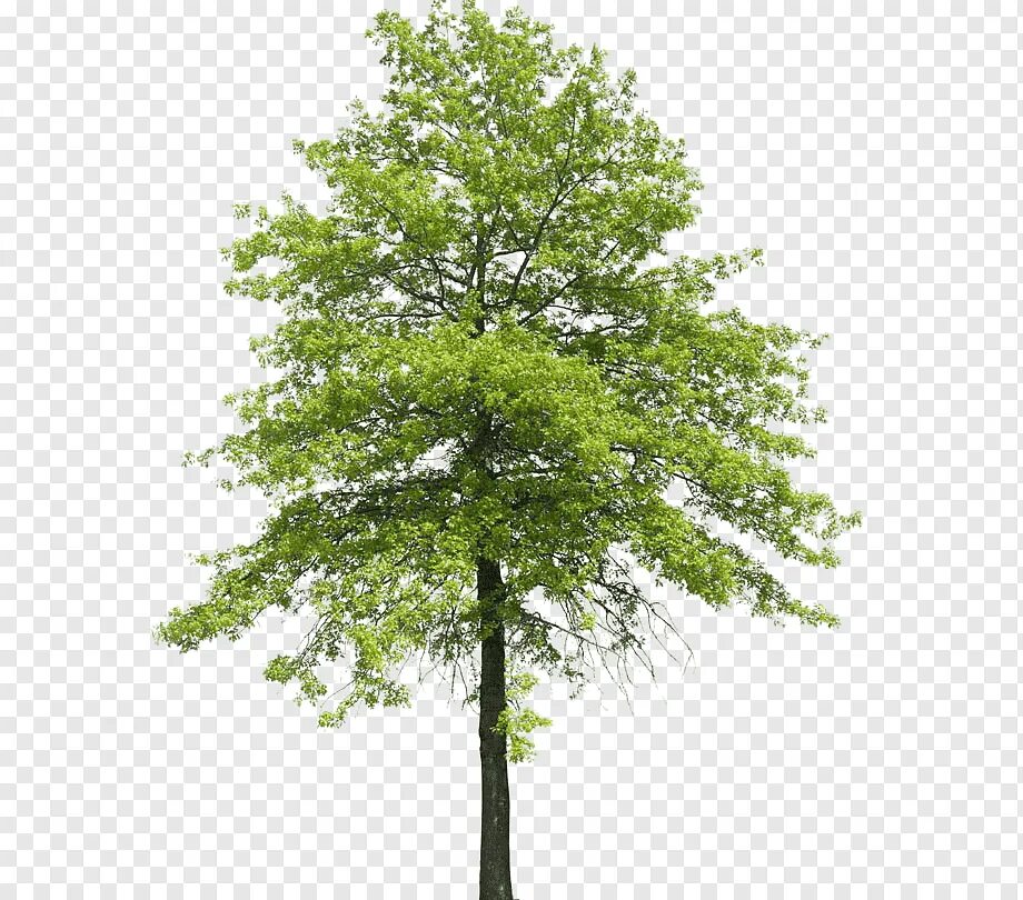 Tree 00