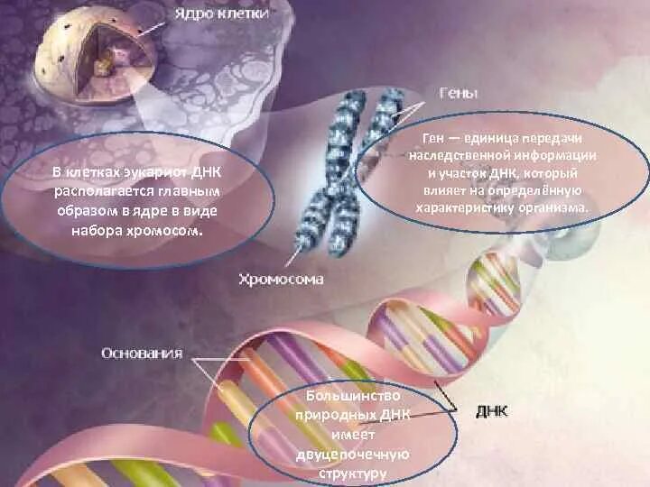 Организация генетического материала у эукариот. Хромосомы эукариотической клетки. Генетическая организация хромосом эукариот. Организация наследственной информации
