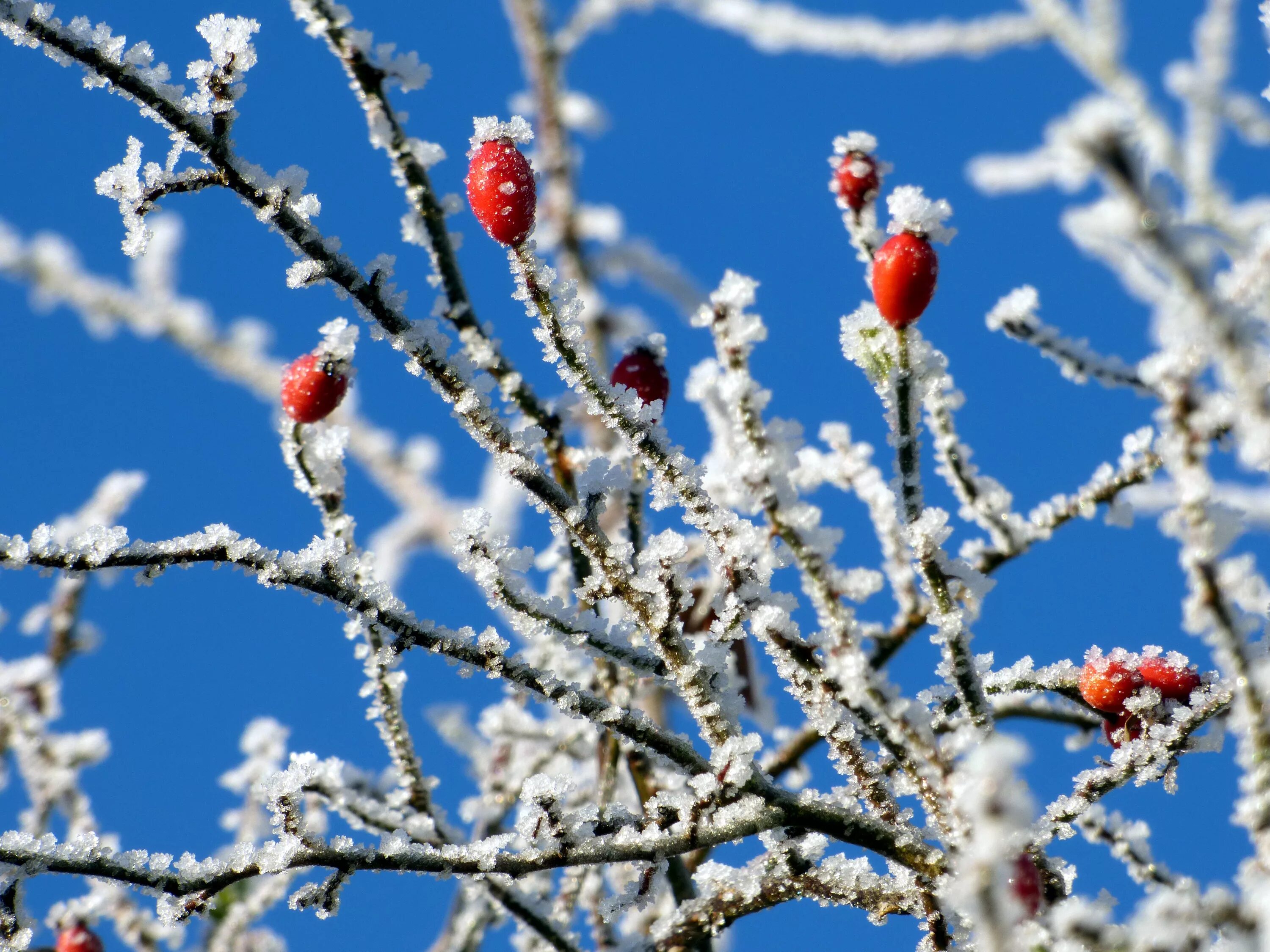 Spring weather. Легкие морозы весной. Весенние цветы и заморозки. Зимние цветы. Ветка дерева зимой.