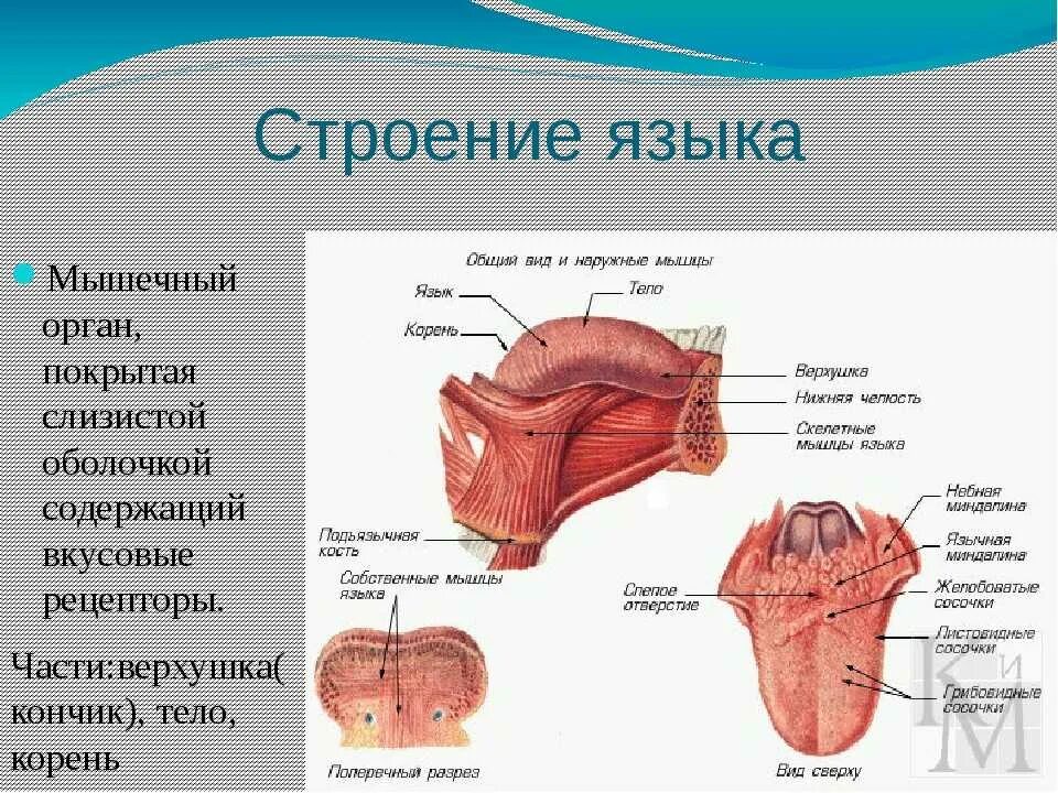 Строение языка у человека вид сбоку. Строение языка снизу человека схема. Корень языка схема сбоку. Язык описание органа