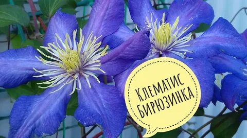 Клематисы авито москва