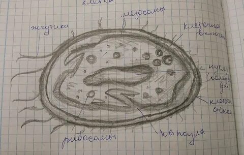 Растительная клетка 5 класс биология рисунок