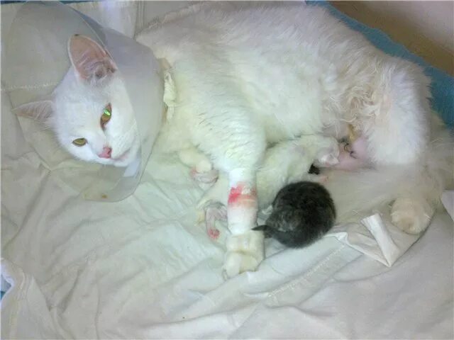 Cat giving birth: Cat Gives Birth To 6 Kittens Pregnant cat, Cats, Cat birth