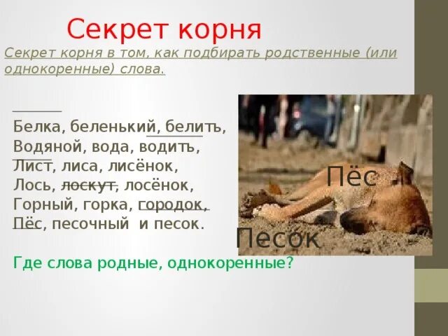 Корень слова белок. Родственные слова собака. Родственные слова к слову собака. Секреты корня слова. Родственные слова к слову пес 2 класс.