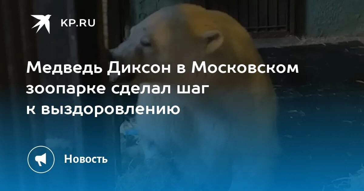 Московский зоопарк телеграм. Московский зоопарк Диксон. Медведь Диксон Московский зоопарк. Обогащение медведей в зоопарке. Медведь из Пензенского зоопарка.