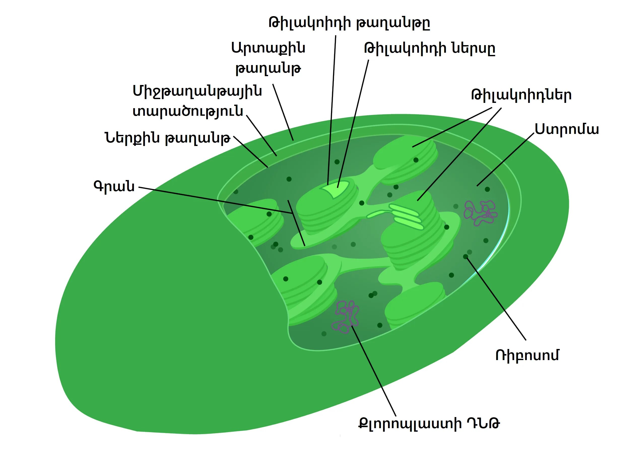 Хлоропласт царство. Строение хлоропласта. Хлоропласт рисунок. Хлоропласт под микроскопом. Хлоропласт на прозрачном фоне.