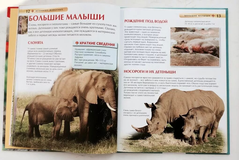 Носорог рождается детеныш. Детеныши каких животных питаются молоком чужой матери. у какого животного детеныши дольше всего остаются с матерью. животные их детеныши роддом. период когда детеныш питается молоком матери.