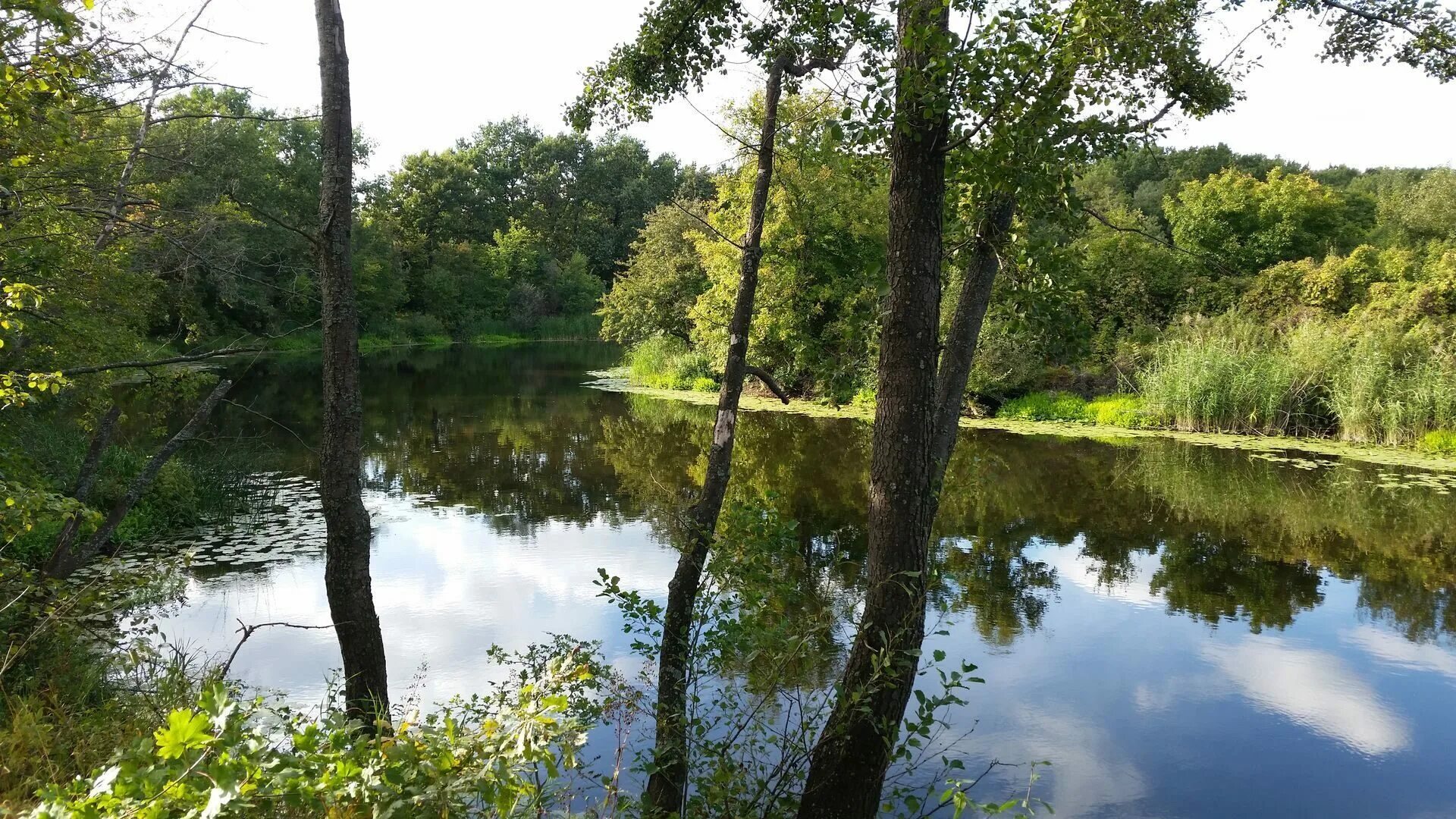 Старица село новая усмань. Набережная новая усмань. Старица новая усмань. Старица новая усмань. Новая усмань река усманка.