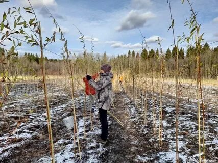 Питомник растений пермь