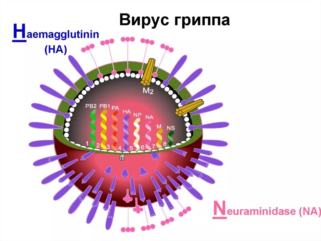 Тест вирус гриппа. Вирус гриппа. строение вируса. строение вируса гриппа. строение вириона гриппа.