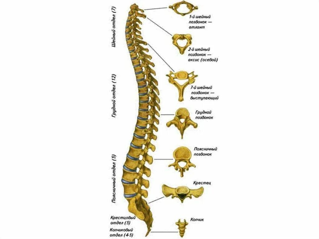 Строение позвоночника по отделам человека с расшифровкой