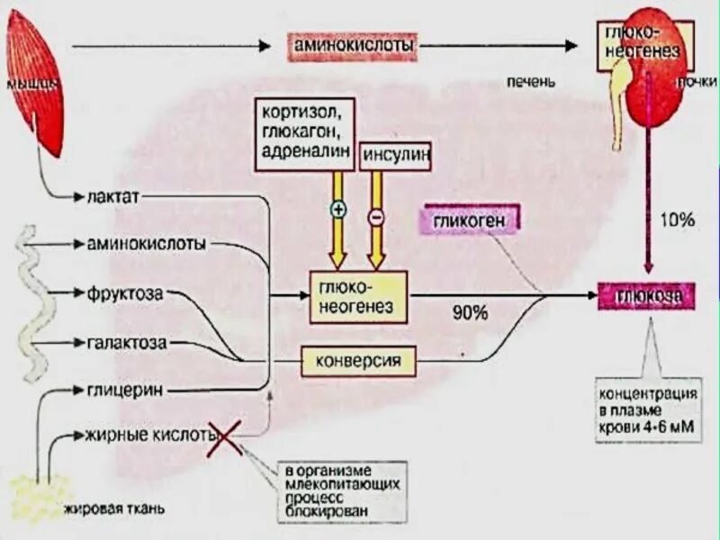 Регуляция секреции инсулина и глюкагона. Нервная регуляция углеводного обмена схема. Эффекты кортизола на организм. Гормональная регуляция углеводного обмена. Адреналин углеводы