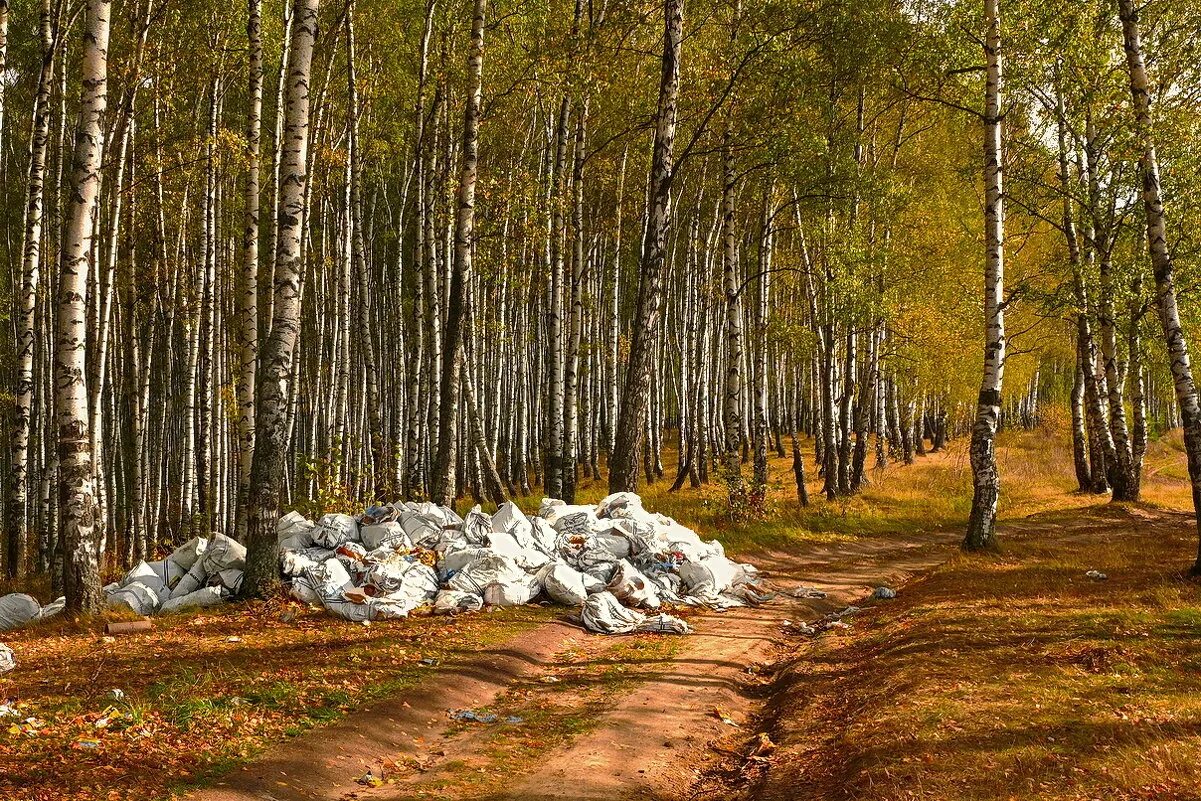 Звуки березовой рощи. Березовая роща солнечная поляна. Березовая роща тула. Березняк, березовая роща. Красивые пейзажи с березками.