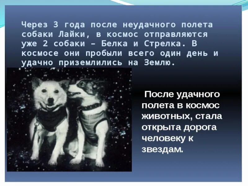 Кто первый полетел в космос животные. Собаки в космосе. Презентация на тему собаки в космосе. Первые собаки в космосе презентация. Собаки космонавты презентация.