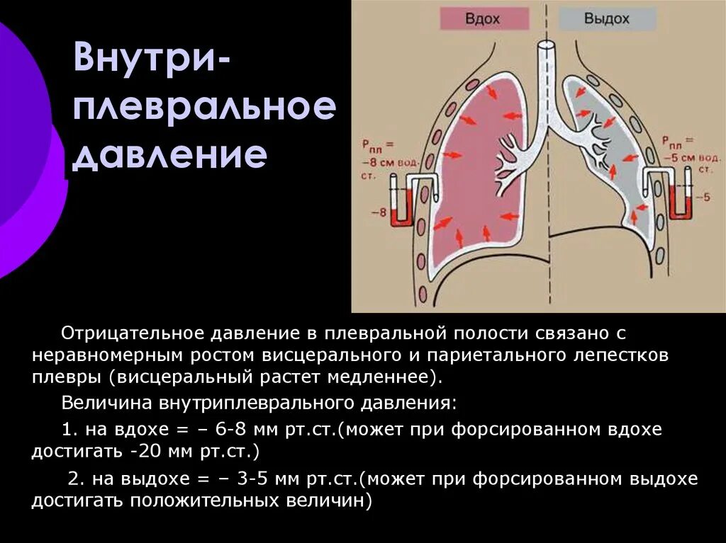 При вдохе давление в легких падает. Величина внутриплеврального давления. Внутриальвеолярное и внутриплевральное давление. Внутриплевральное давление при вдохе и выдохе. Внутриплевральное давление при выдохе.