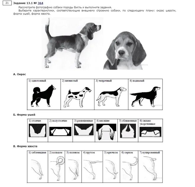 Породы собак задания. Окрасы собак биология. Задание по биологии про породу собаки. Задание про собак. Впр 8 класс биология 2024 животные