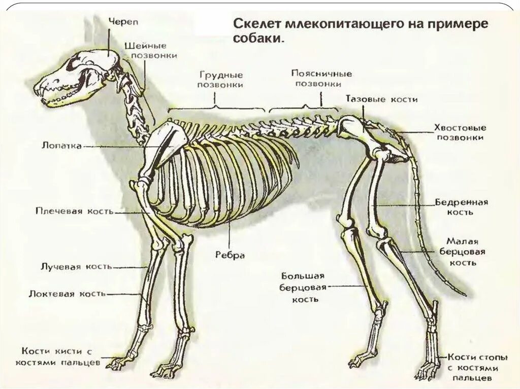 Скелет млекопитающих схема биология 7 класс. Скелет млекопитающего 7 класс биология. Строение скелета млекопитающегого. Отделы и кости скелета собаки.