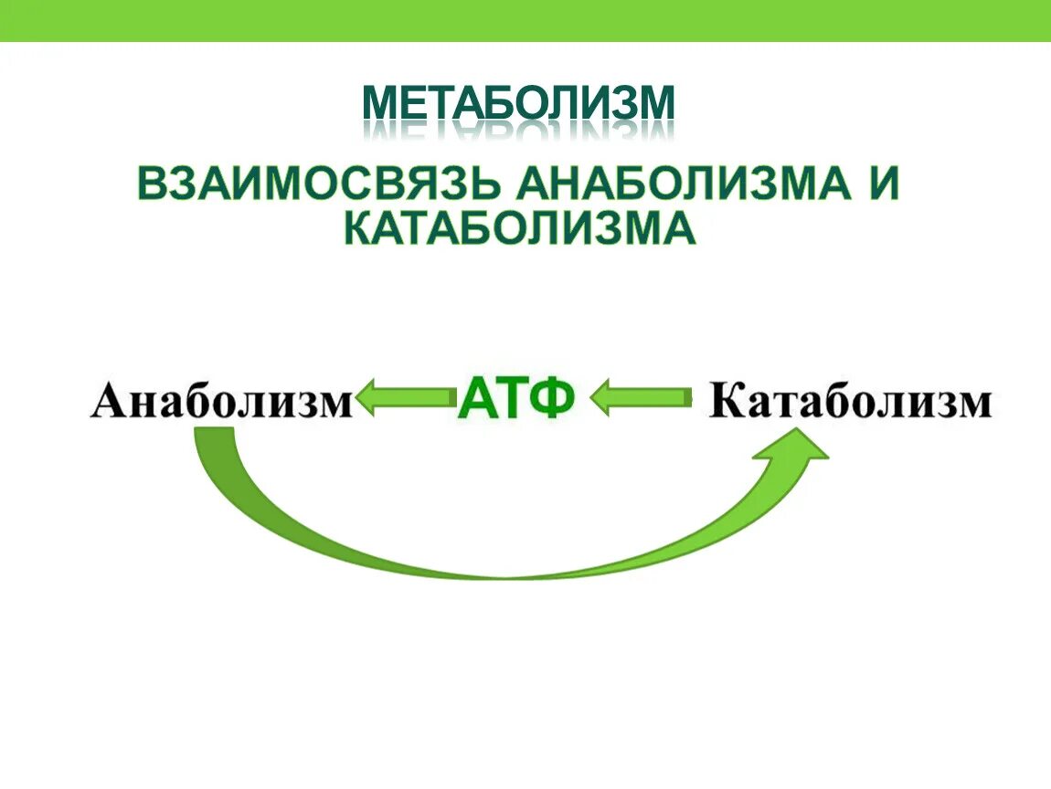 Атф анаболизма. Взаимосвязь анаболизма и катаболизма схема. Взаимосвязь анаболизма и катаболизма. Метаболизм схема анаболизм и катаболизм. Взаимосвязь процессов катаболизма и анаболизма..