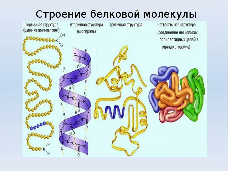 Первичная структура белковых молекул. Первичная вторичная структура белковой молекулы. Первичная структура белковой молекулы. Структуры белка первичная вторичная третичная четвертичная. Молекула белка уровни организации белковой молекулы