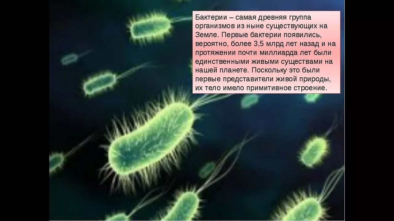 Самые 1 живые организмы. Бактерии. Возникновение бактерий. Самые первые бактерии. Самые первые микроорганизмы на земле.