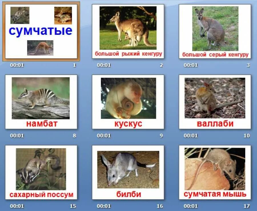 Сумчатые список. Сумчатые животные список. сумчатые животные список фото. сумчатые животные австралии список. сумчатые животные презентация детям.