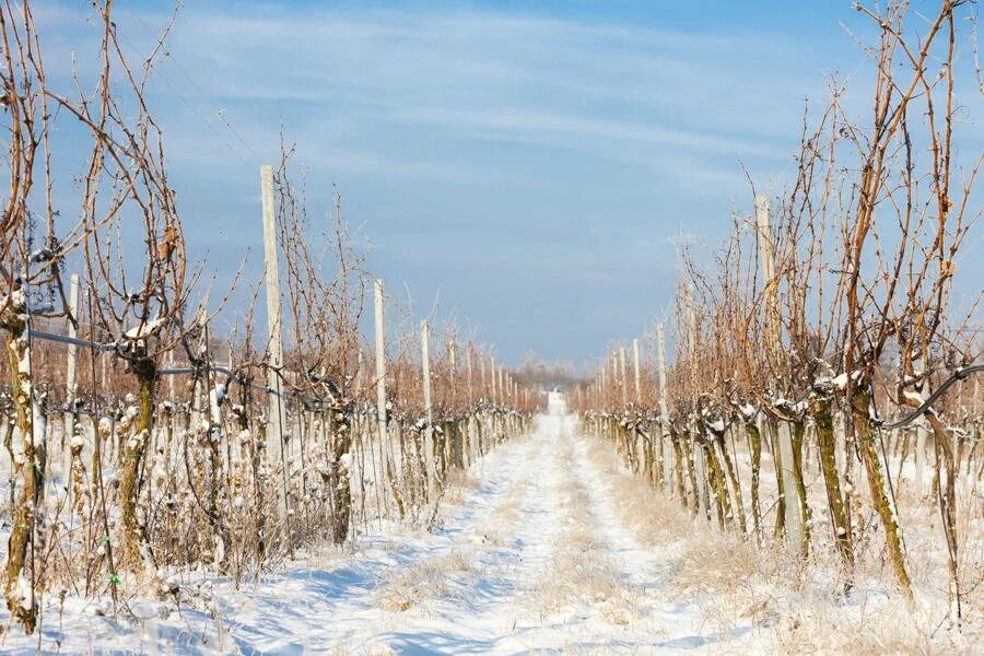 Виноград зимой уход. Зимние виноградники. Виноград зимой. Виноградники в Крыму зимой. Виноградари зимой.
