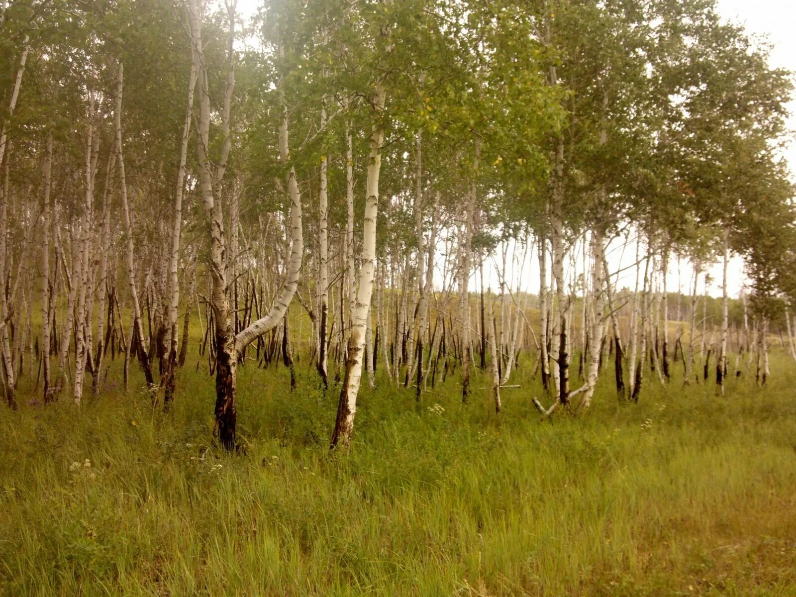 Лес в забайкальском крае. Леса Забайкальский край лес. Сосновый лес Забайкалье. Лесные ресурсы Забайкальского края. Балезино лес Забайкальский край.