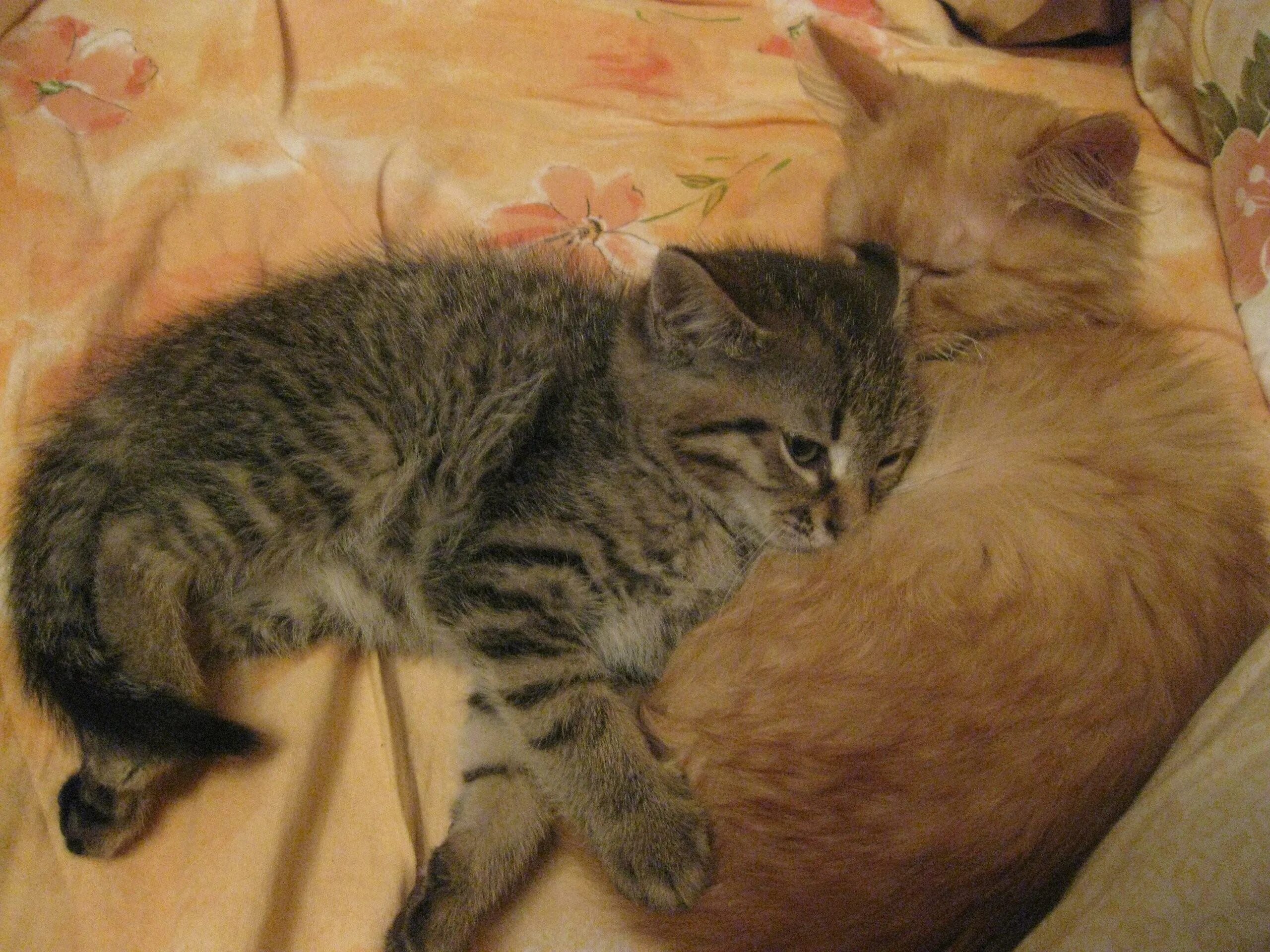 Котята зовут маму кошку слушать. Кошки маленькие. Кошка зовет котят. Котята зовут маму. Кошки найденыши в Ленинградской области.