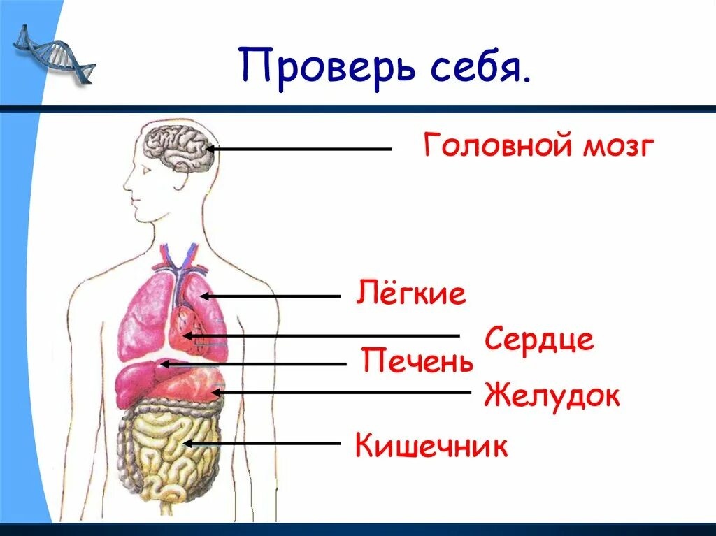 Внутреннее строение человека 2 класс рисунок. Организм человека схема внутреннее строение 2класс. внутреннее строение тела человека 2 класс окружающий мир. органы человека схема 3 класс. строение человека внутренние органы 3 класс окружающий мир.