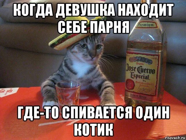 Квинка ищет себе парня. Коты мемы. Мемы коты мужчины. Мужик кот Мем. Мемы с котиками для девушки.