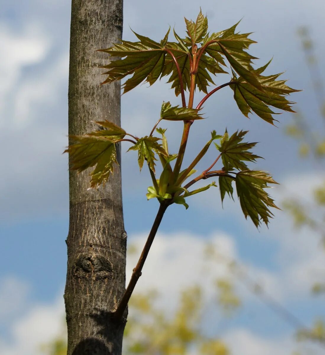 Молодой стройный клен. Клён остролистный. клен остролистный acer platanoides. клен остролистный плантариум.
