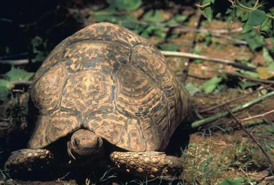 Leopard tortoise. Geochelone pardalis. леопардовая черепаха. tortoise tortoise 1994.