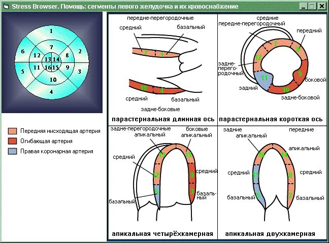 Ru сегменте. Сегментарное строение миокарда. Сегменты лж на ЭХОКГ. Сегменты миокарда лж на УЗИ. Сегменты левого желудочка ЭХОКГ схема.
