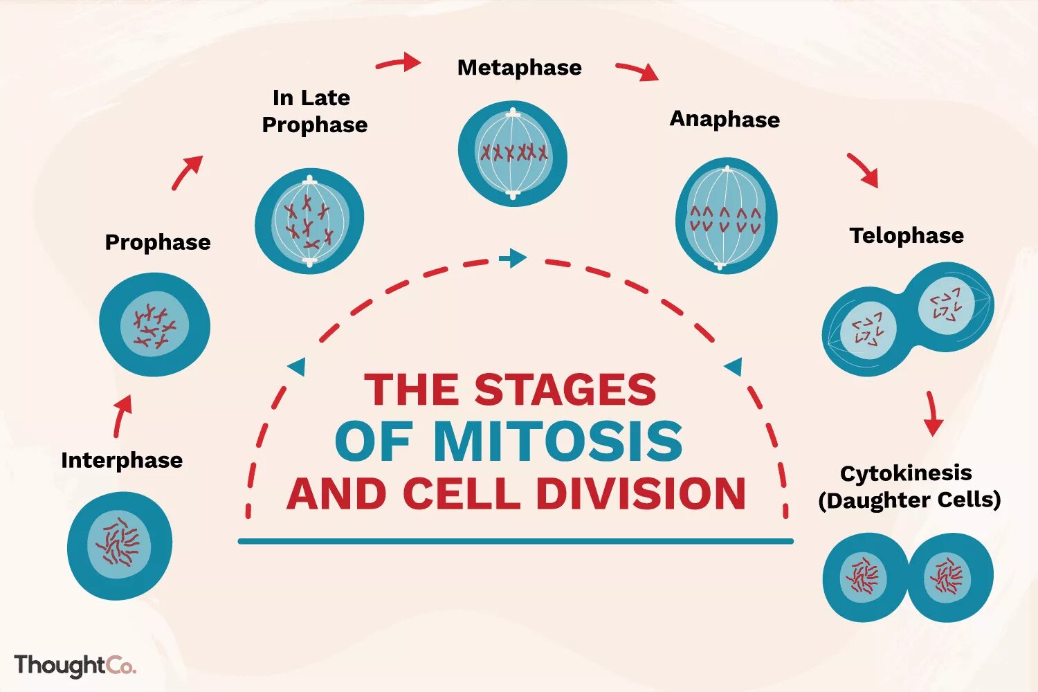 Деление клетки митоз. Cell Division Mitosis. Mitosis Stages. Mitosis Interphase.