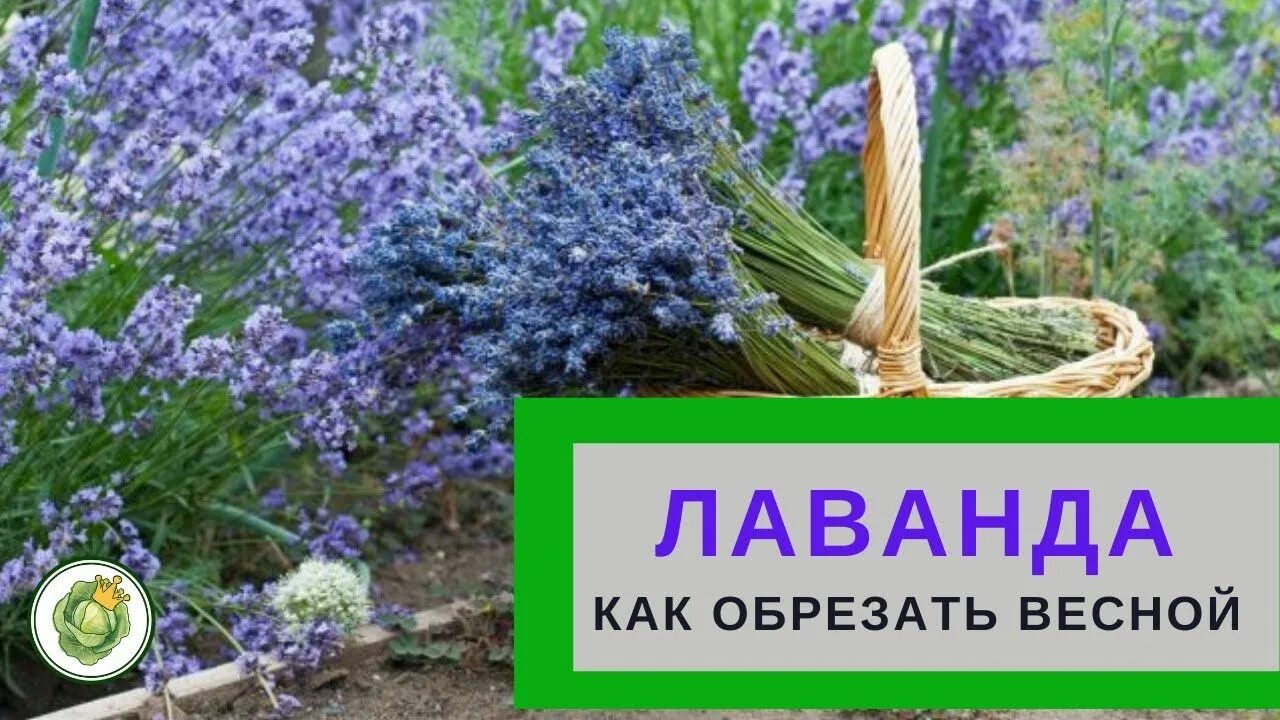 Лаванда на зиму как сохранить на грядке