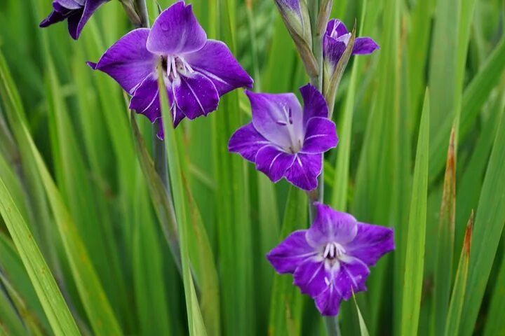 Лилия кудреватая, или лесная, она же Лилия царские кудри (лат. Lilium martagon)