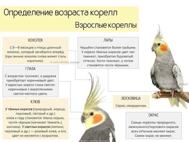 Сколько лет попугаю по человеческим