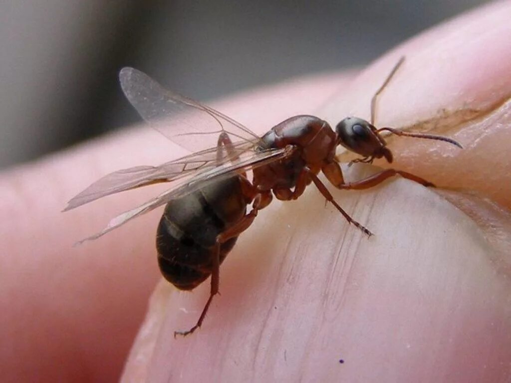 Крылатых муравьев. Самка муравья с крыльями. Муравьи с крыльями. Самки муравьев с крыльями. Матка муравьев с крыльями.