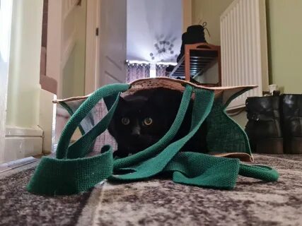 К чему приходят коты чужие в дом