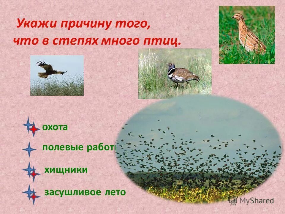 Почему в степях погибает много птиц 4. Почему в степях погибает много птиц 4. Птицы донского края фото. Стрепет и степной орел в степи. Птицы зоны степей.