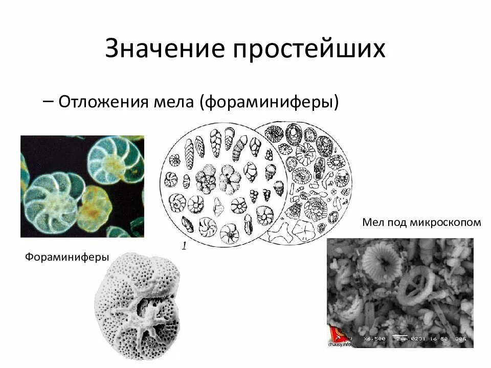 Сообщение значений простейших и жизни человека