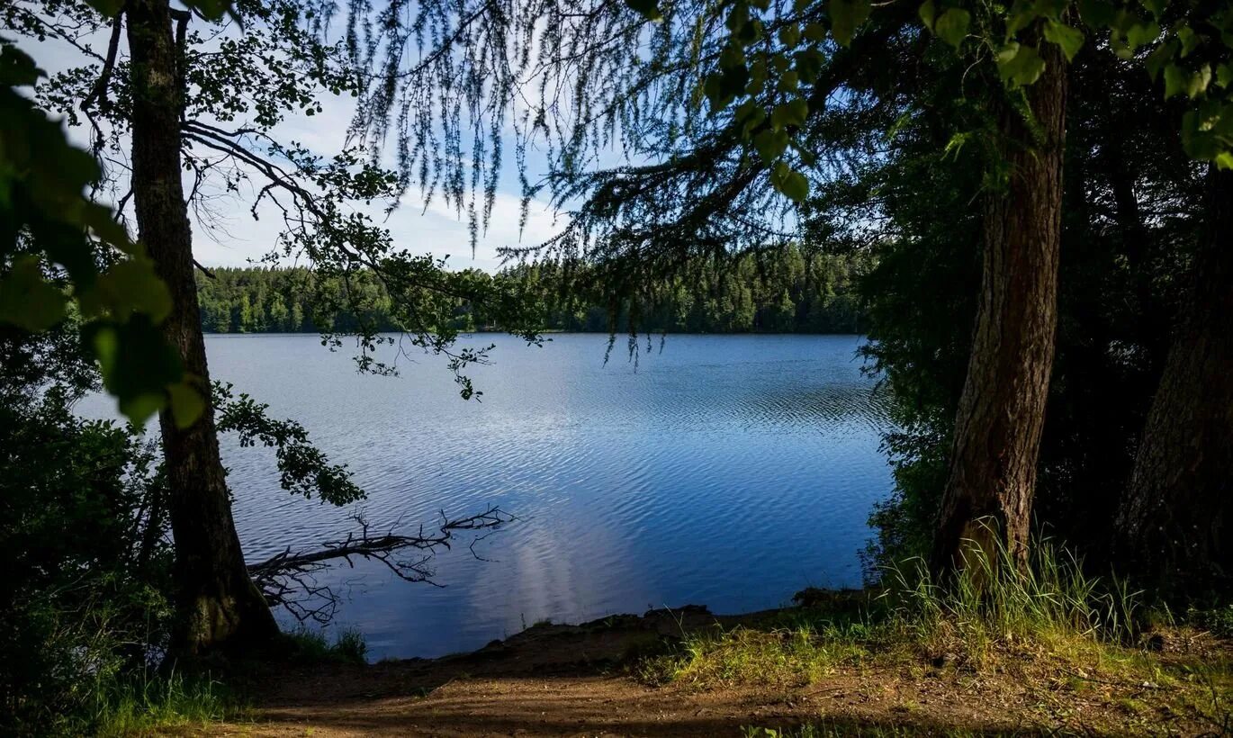 Озерк. Сайвер Йошкар-Ола озеро. Озеро Кщара. Белянское озеро Ленинградская область.