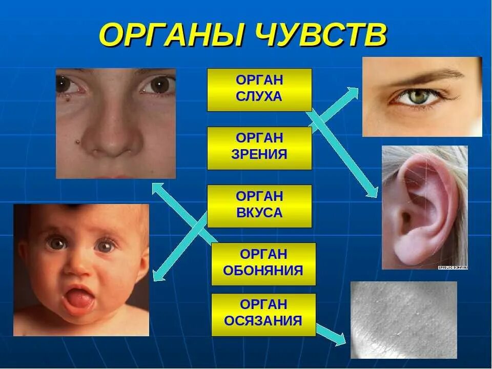 Осязание обоняние зрение слух. Органы чувств. органы слуха зрения обоняния осязания. зрение слух осязание. органы чувств у человека названия.