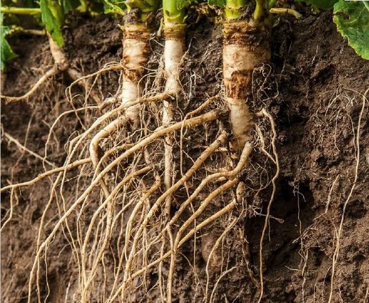 Подвой максифорт. Подвой ферро f1. Рут пауэр. Антипка подвой что это. Подвой рут пауэр.