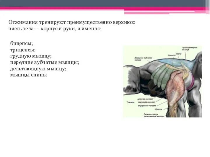 Отжимания от пола. Конспект отжимания. Выполнение отжимания от пола методика. Отжимание в упоре лежа техника выполнения. Отжимание.