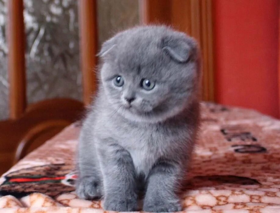 Вислоухие котята купить в спб. Британские котята скоттиш фолд. Британские котята вислоухие голубые. Британская кошка вислоухая голубая. Голубой британец котенок вислоухий.