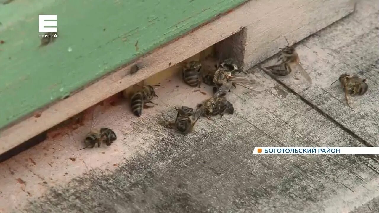 Пчелы гибнут. Погиболы пчёлы погиболы. Массовая гибель пчёл в колонии.